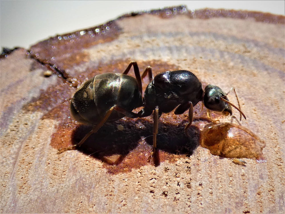 Meat Ant Queen- Iridomyrmex Purpureus