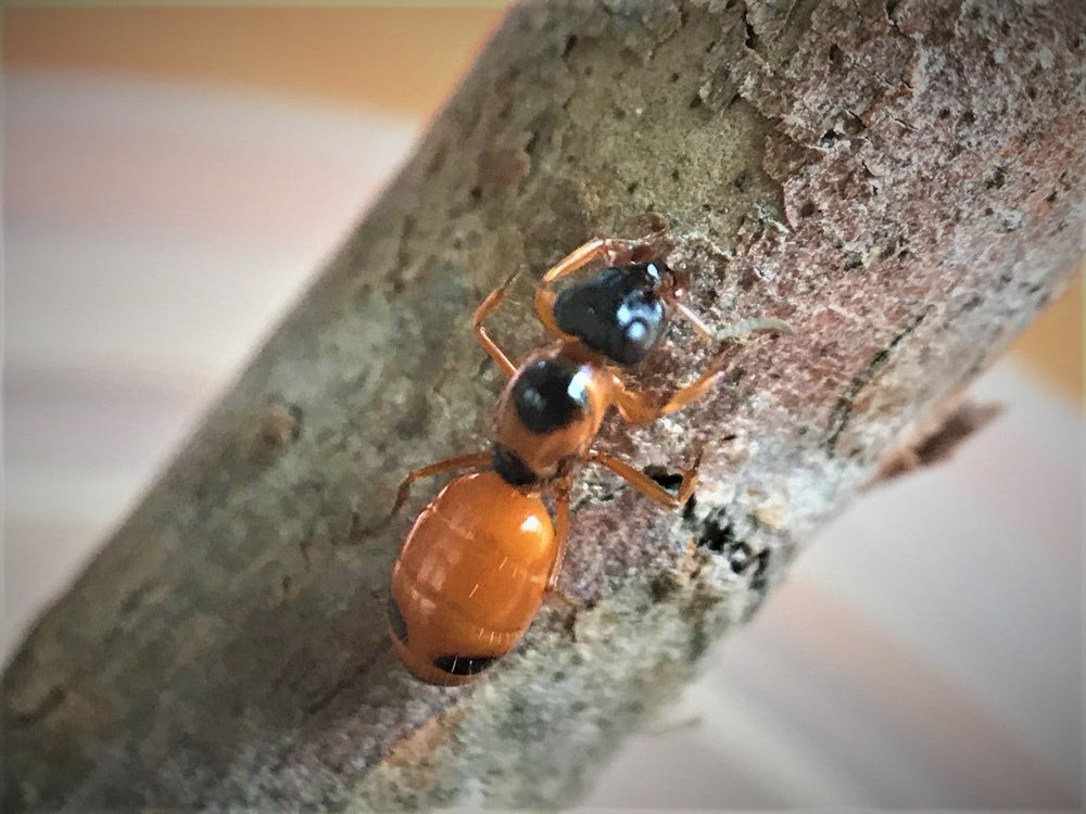 Strobe Ant queen
