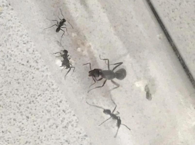 Black Trail Ant Queen + Colony- Iridomyrmex Sp.